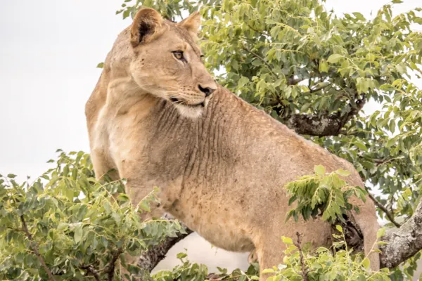 Rhino Sands Safari Camp_Lion in tree